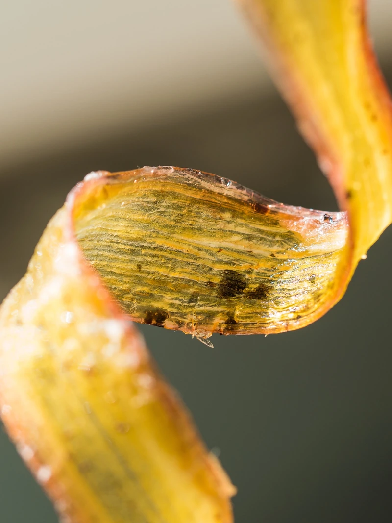 Matière alimentaire dorée, photographie macro